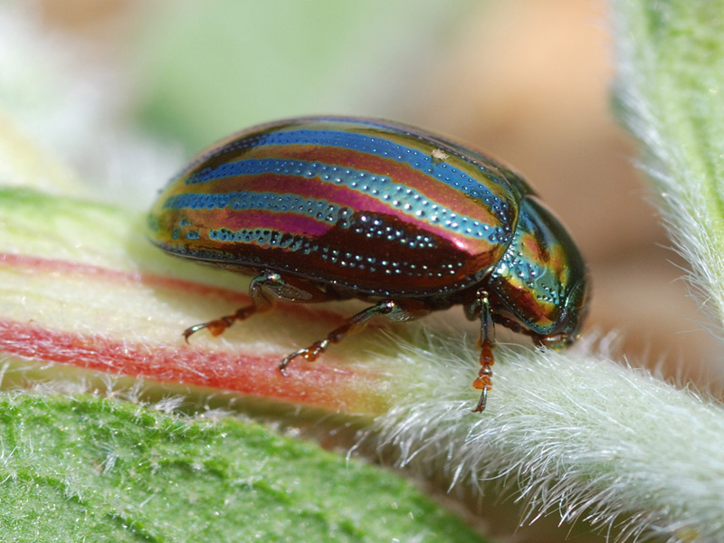 Piccolo coleottero da identificare: Chrysolina americana